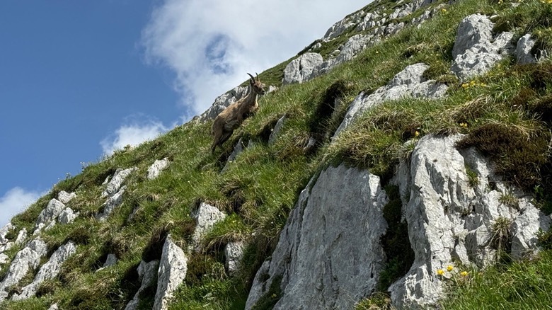 Passo Cima Terrarossa37