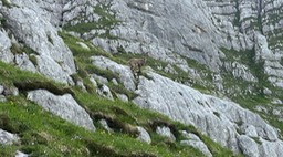 Passo Cima Terrarossa39