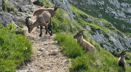 Passo Cima Terrarossa41